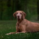  Vizsla