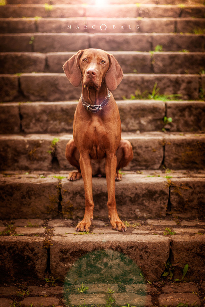 Vizsla auf der Treppe