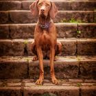 Vizsla auf der Treppe