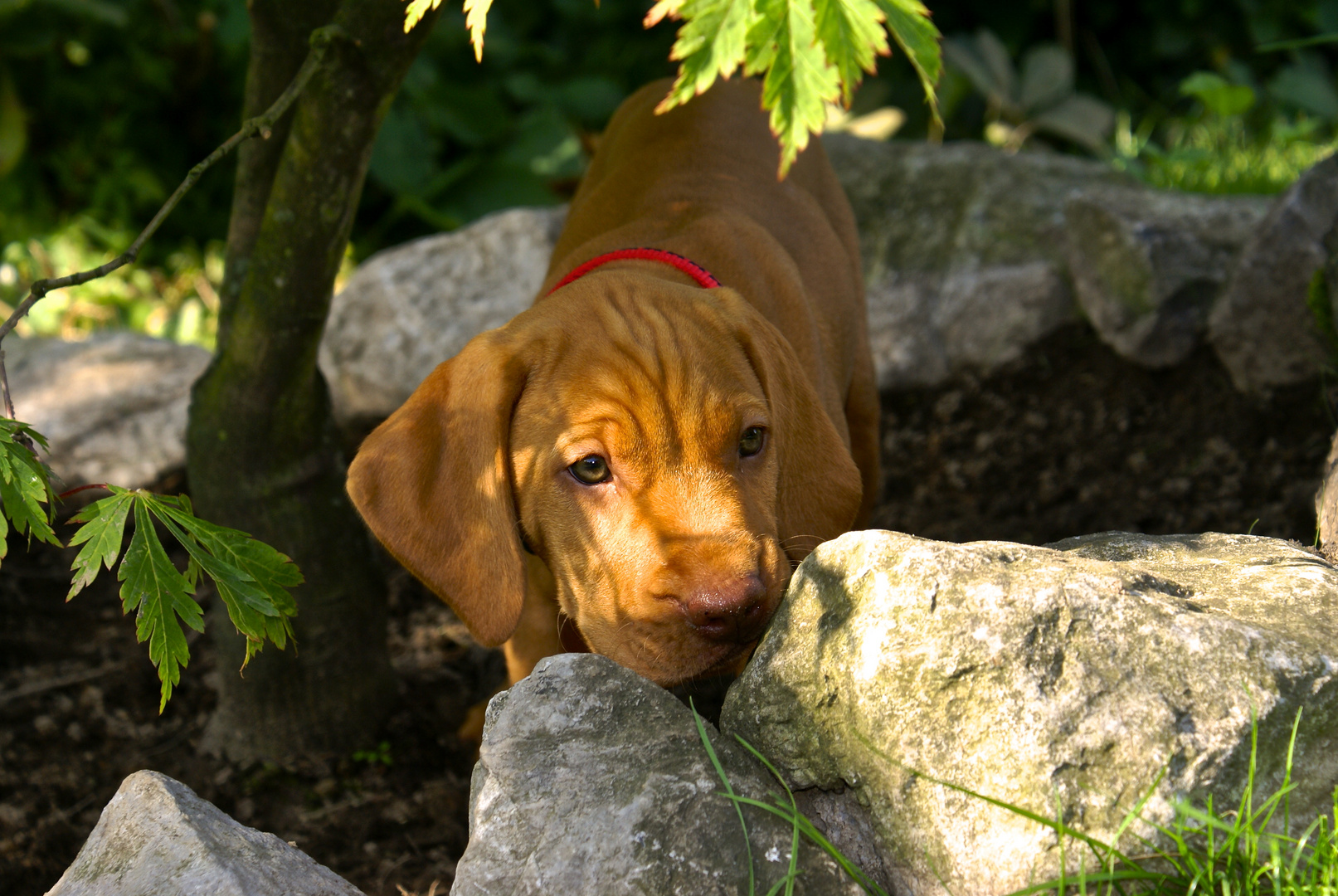 vizsla