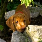 vizsla