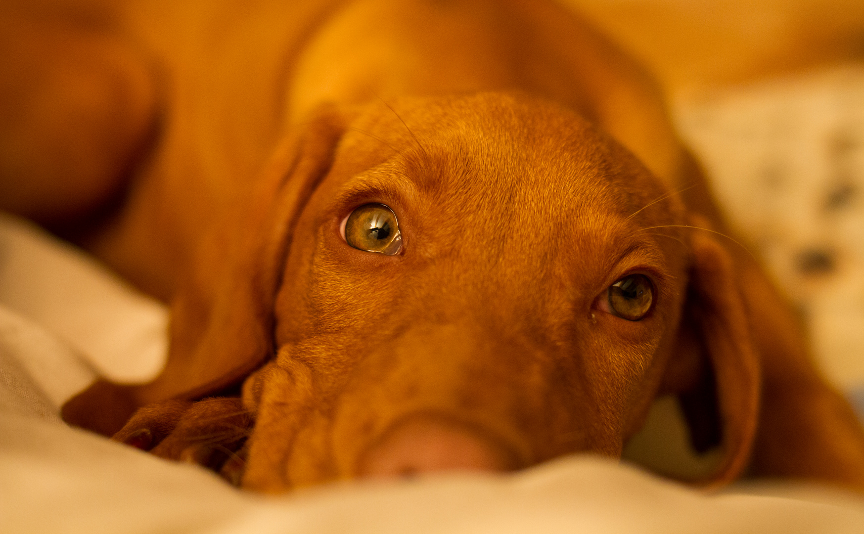 Vizsla eyes