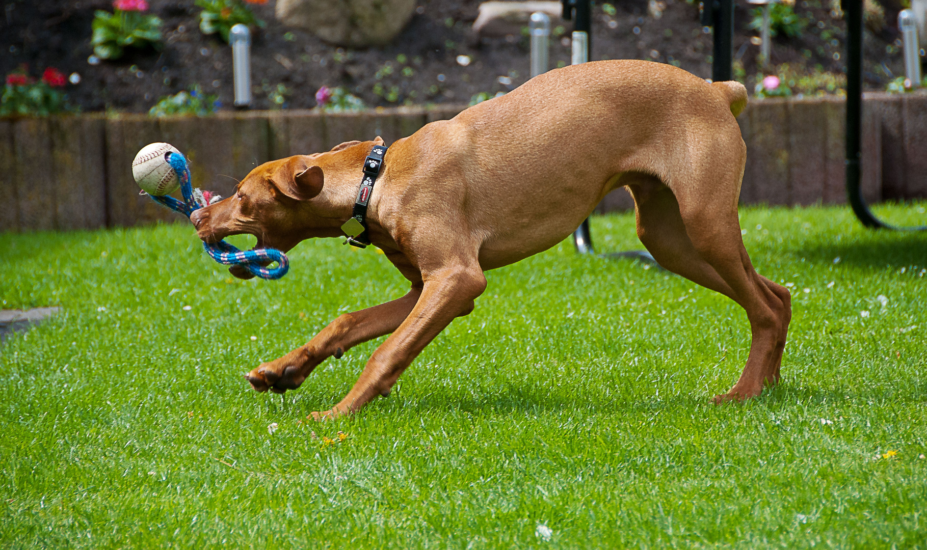 Vizsla fünf Monate alt in Aktion