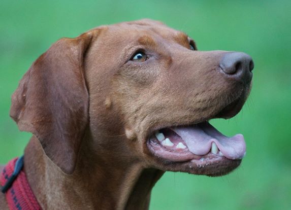 Vizsla Hündin Bella