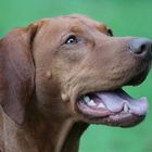 Vizsla Hündin Bella