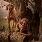 Vizsla im Doppelpack