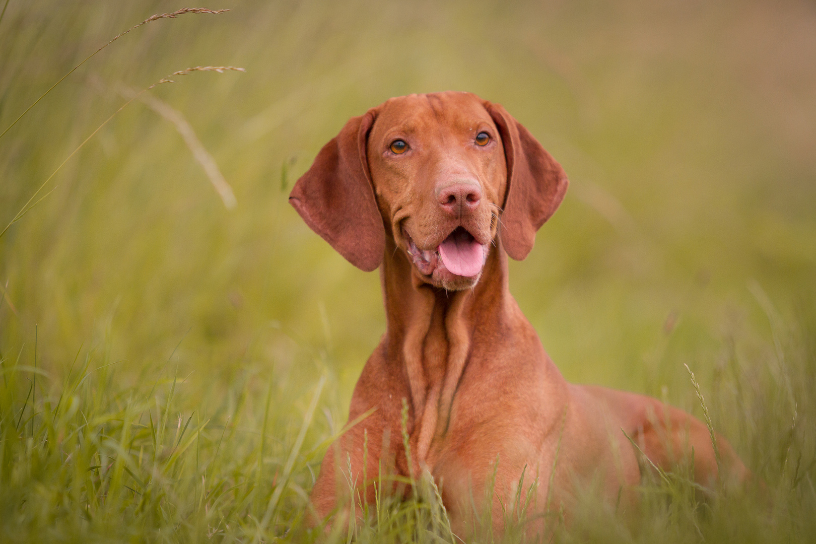 Vizsla im Feld