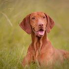 Vizsla im Feld