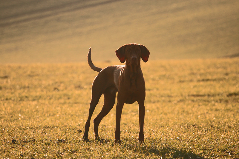 Vizsla im Gegenlicht