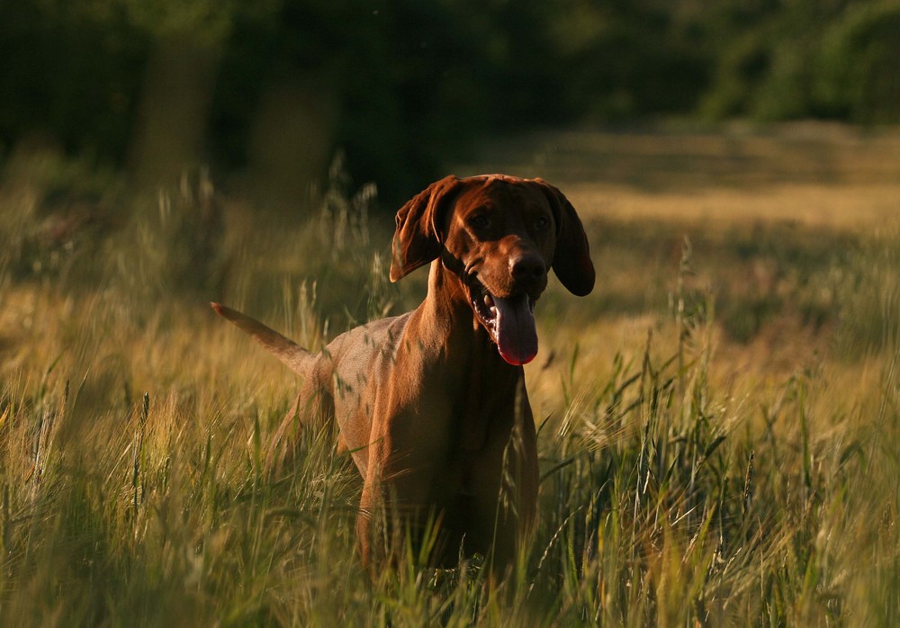 Vizsla im Kornfeld