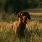 Vizsla im Kornfeld