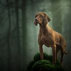 Vizsla im Smaragdwald