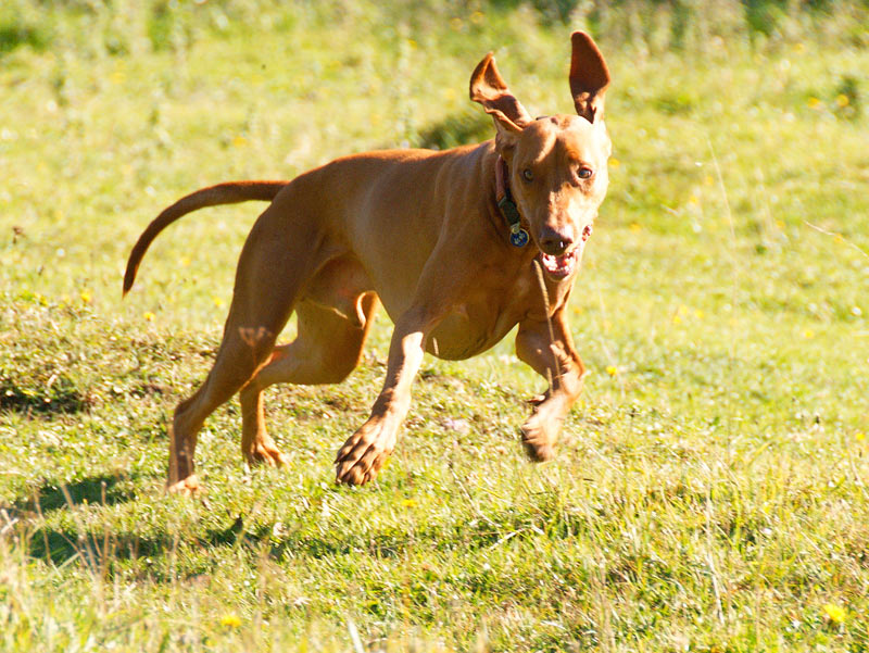 -Vizsla in Action I-