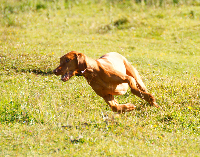 -Vizsla in Action II-