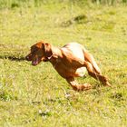 -Vizsla in Action II-