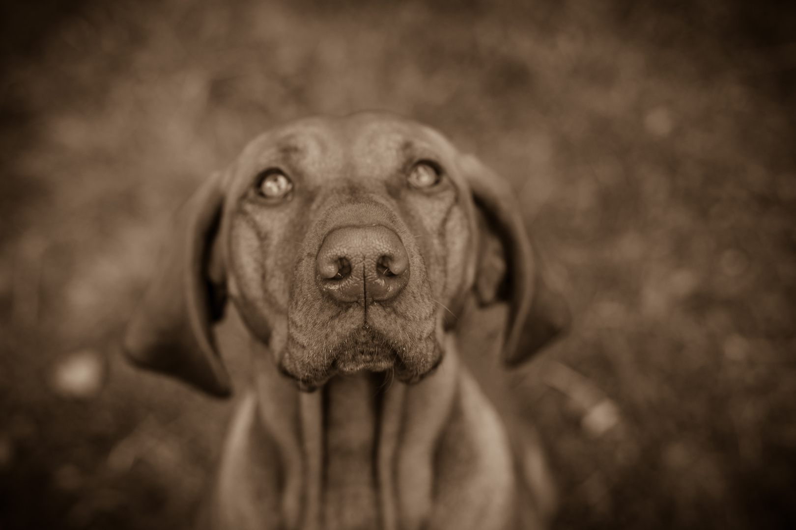 Vizsla in Sepia