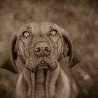 Vizsla in Sepia