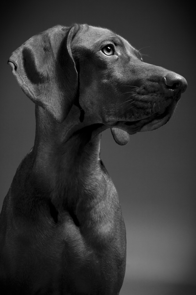 Vizsla Mara Portrait