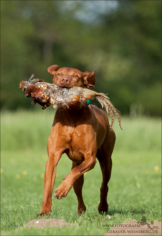 Vizsla Otto