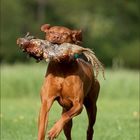 Vizsla Otto