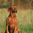 Vizsla Paul