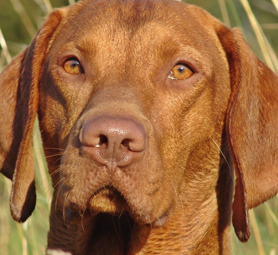 Vizsla Potrait