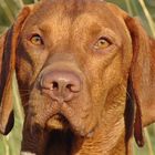 Vizsla Potrait