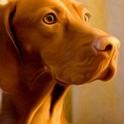 Vizsla Summerlito