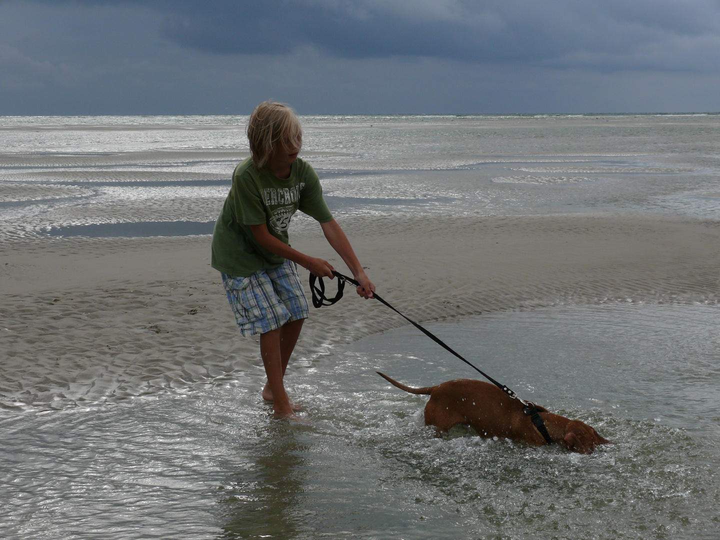 Vizsla unter Wasser