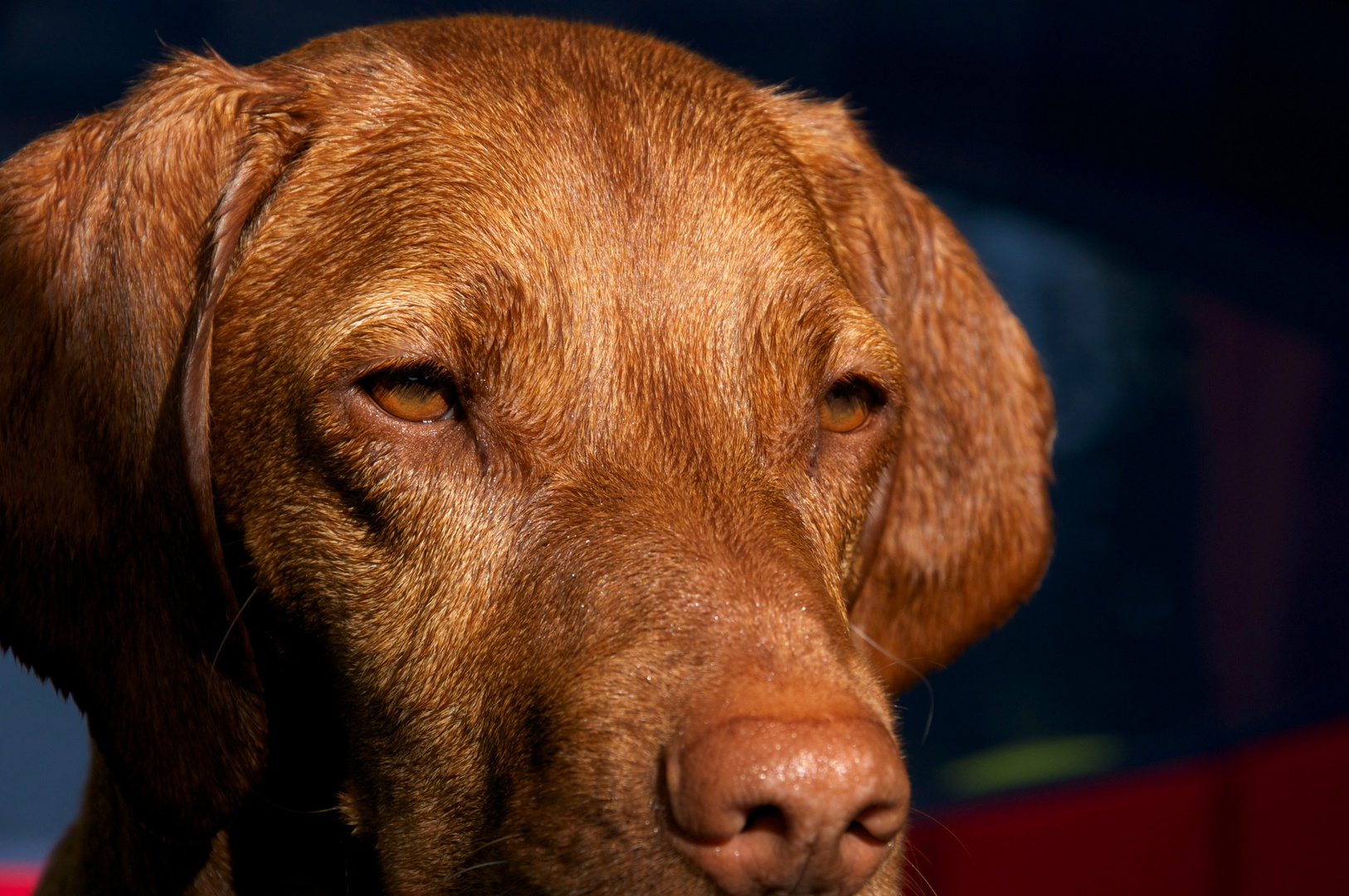 vizsla-what a view