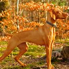 Vizsla_Abby_10