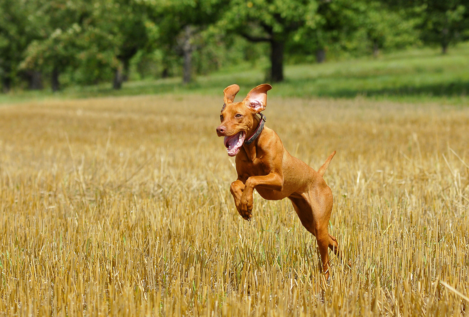 Vizsla_Abby_4