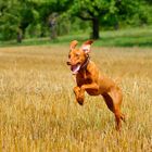 Vizsla_Abby_4