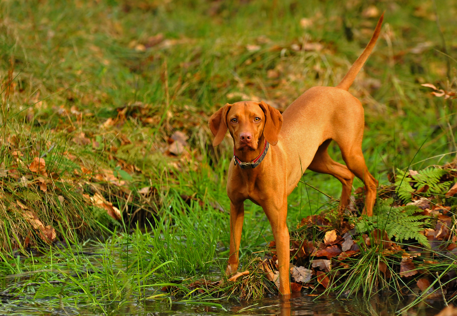 Vizsla_Abby_9