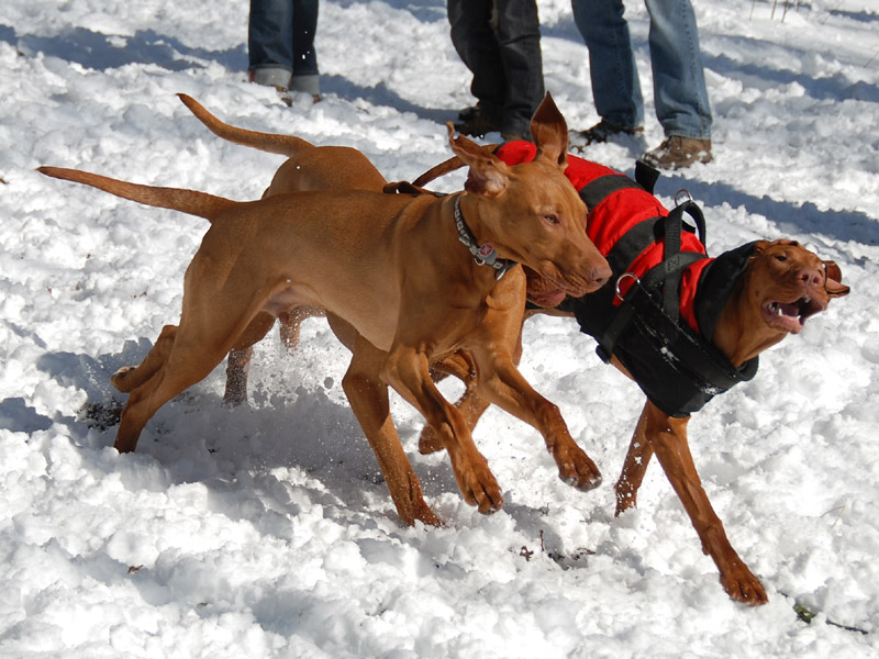 -Vizsla's im Schnee-