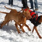 -Vizsla's im Schnee-