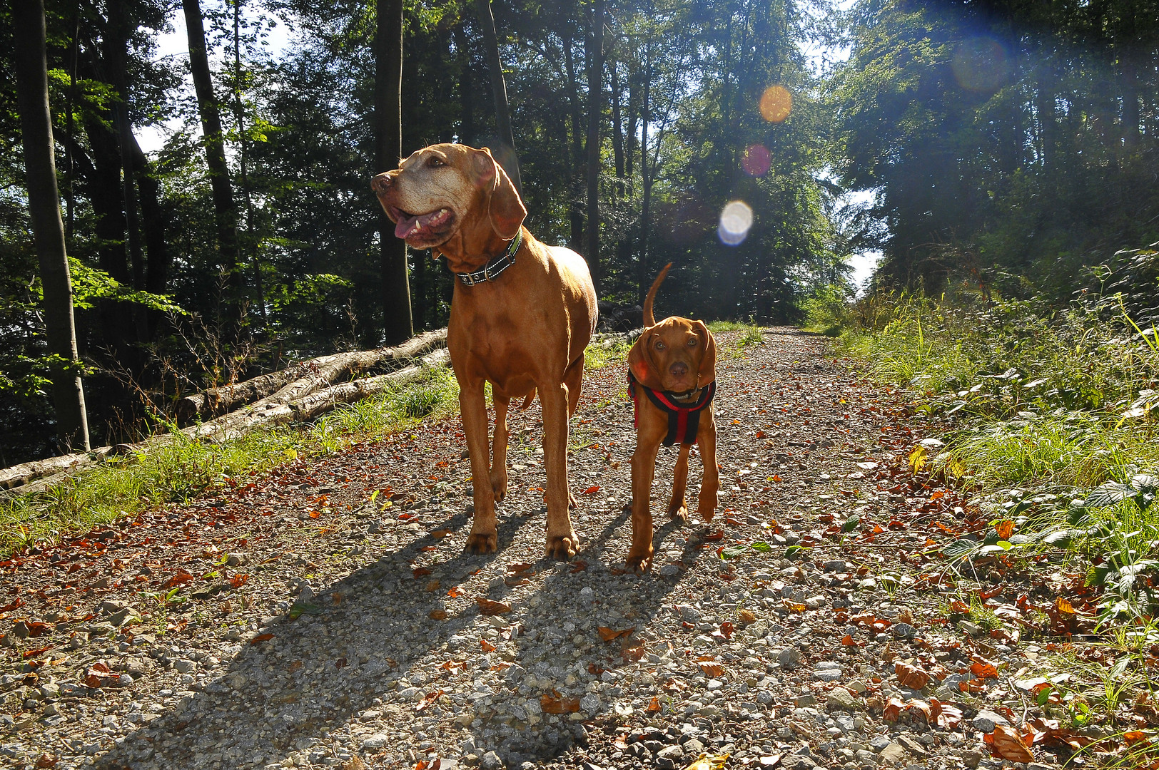 Vizslas_Kira und Abby