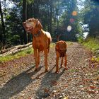 Vizslas_Kira und Abby