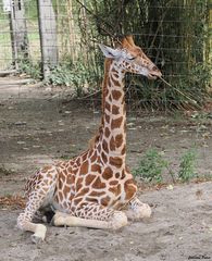 Vizuri aus dem Basler Zoo