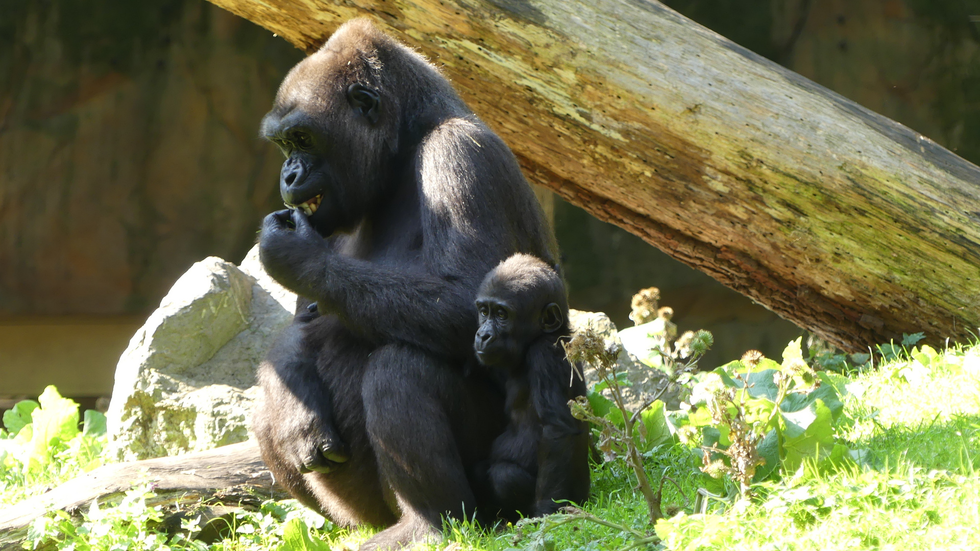 Vizuri und June Duisburger Zoo