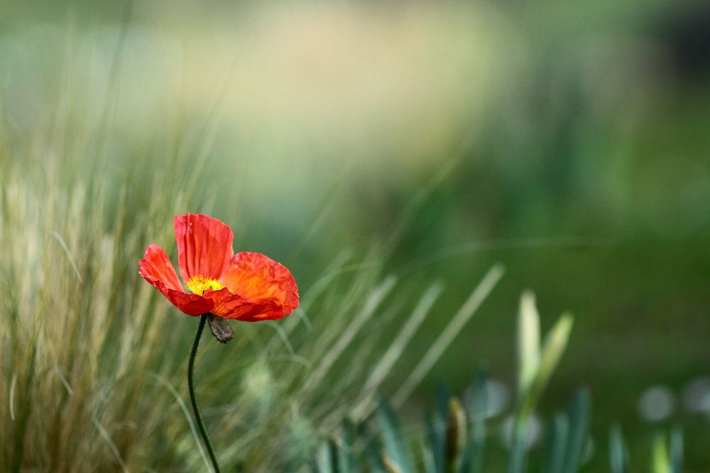 v'la Printemps