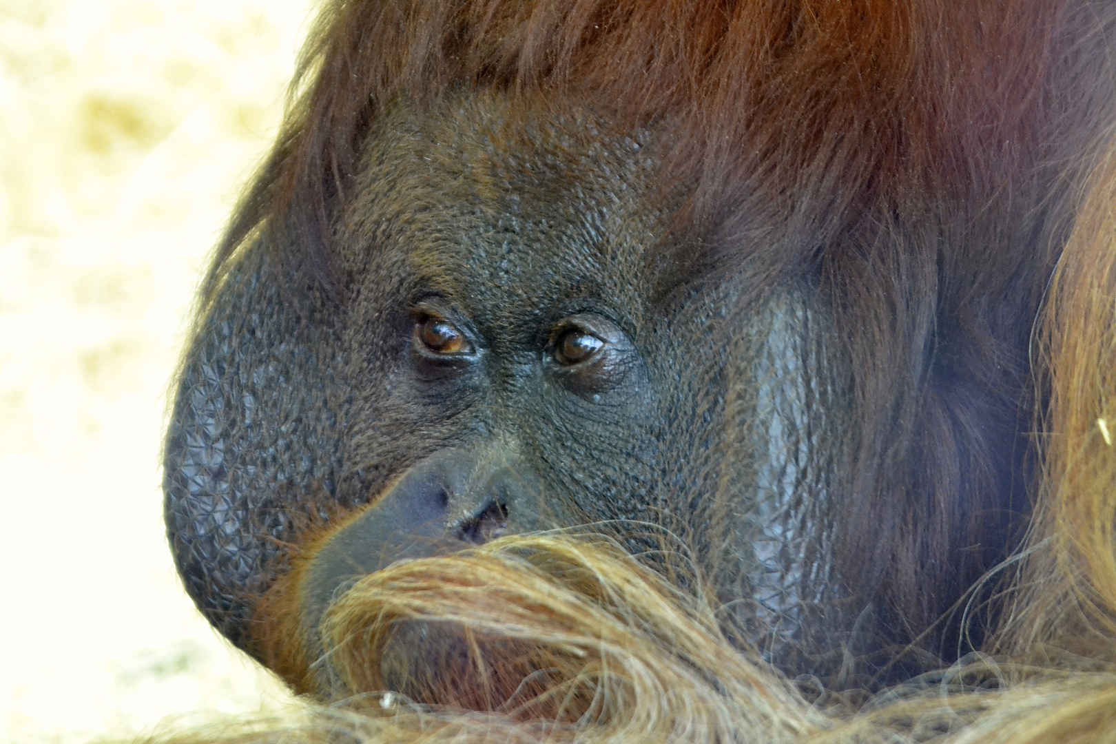 Vladimir in Schönbrunn