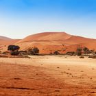 Vlei in der Namib