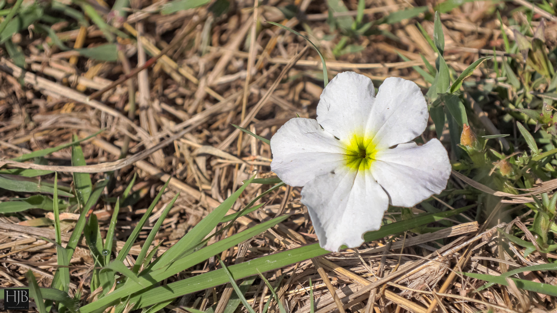 Vlei-Tintenblume (Cycnium tubulosum) 