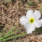 Vlei-Tintenblume (Cycnium tubulosum) 