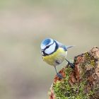 Vögel 005 2024  Blaumeise