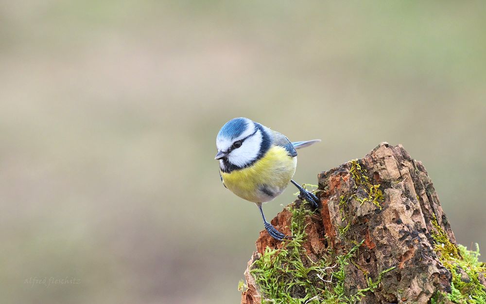 Vögel 005 2024  Blaumeise