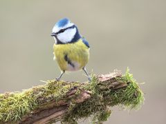 Vögel 011 2024  Blaumeise