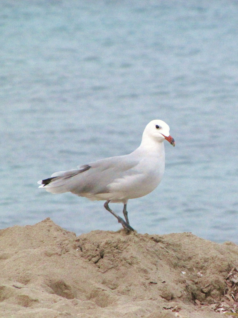 Vögel 07 - Möwenblick statt Mövenpick