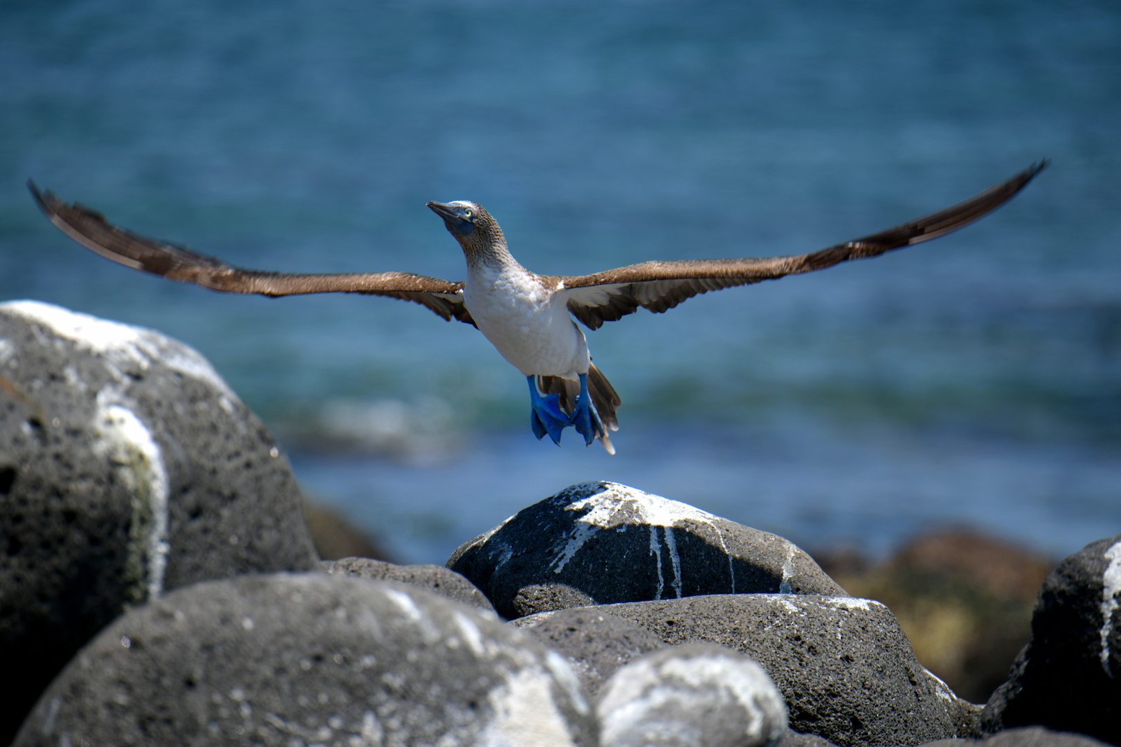 Vögel 1 auf Seymour